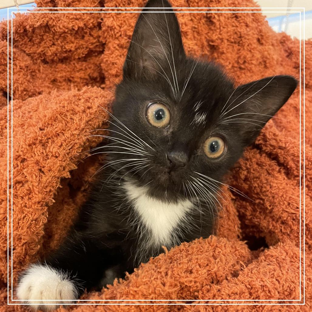 Enlarge Danielle, a Adoptable Domestic Short Hair in Panama City Beach, FL image 2/3