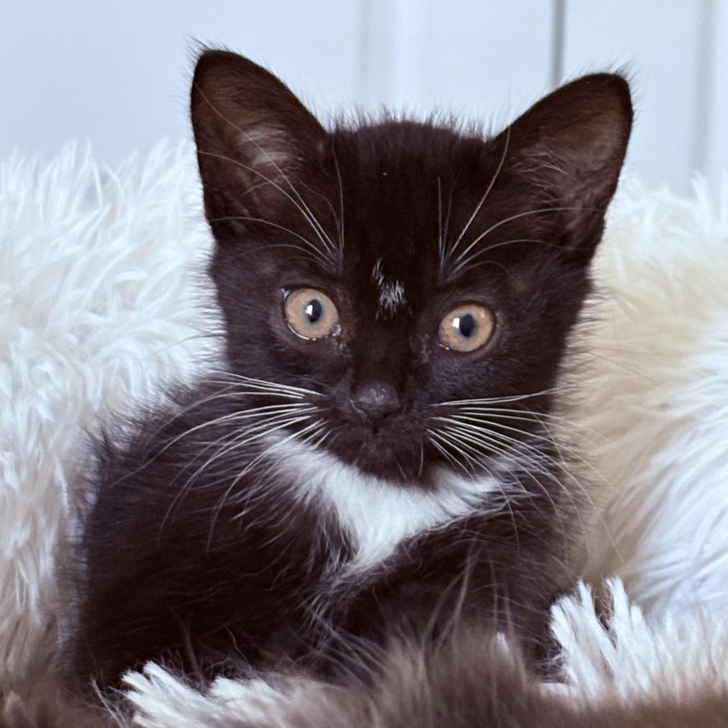 Enlarge Danielle, a Adoptable Domestic Short Hair in Panama City Beach, FL image 3/3