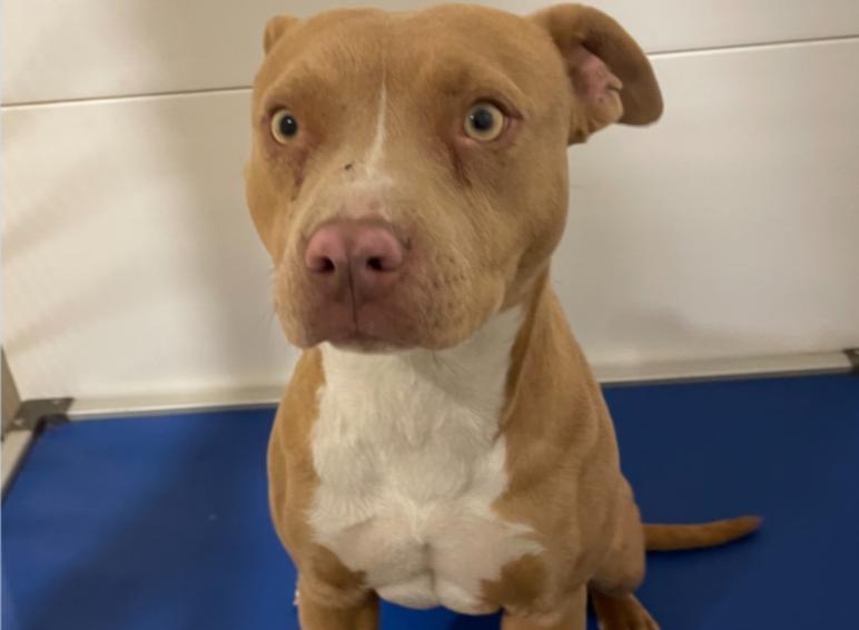 Enlarge Athena, a ADOPTABLE Pit Bull Terrier in Portales, NM image 1/1