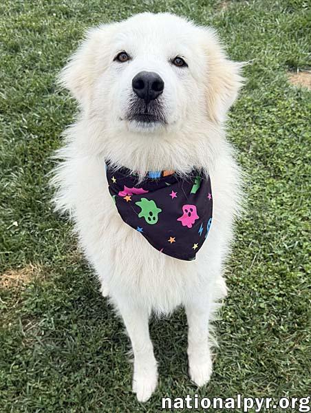 Enlarge Aslan in OH - Lovey-Dovey Pocket Pyr, a Adopted mixed breed in Springfield, OH image 2/4