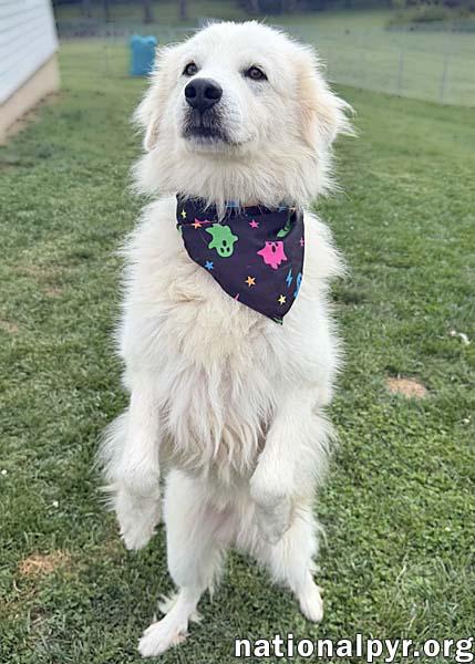Enlarge Aslan in OH - Lovey-Dovey Pocket Pyr, a Adopted mixed breed in Springfield, OH image 3/4