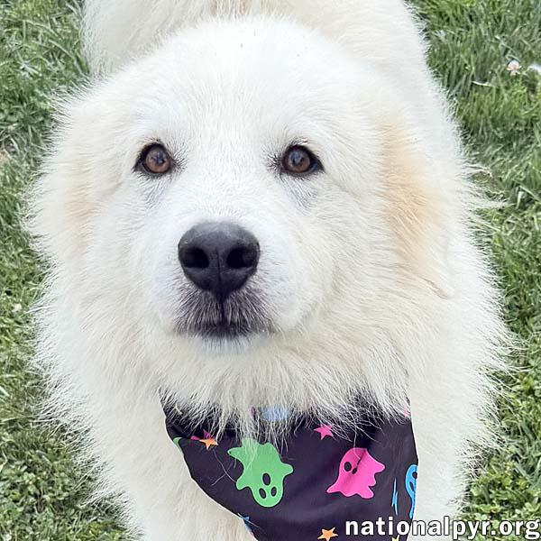 Aslan in OH - Lovey-Dovey Pocket Pyr, Adopted, Adult Male Great Pyrenees.