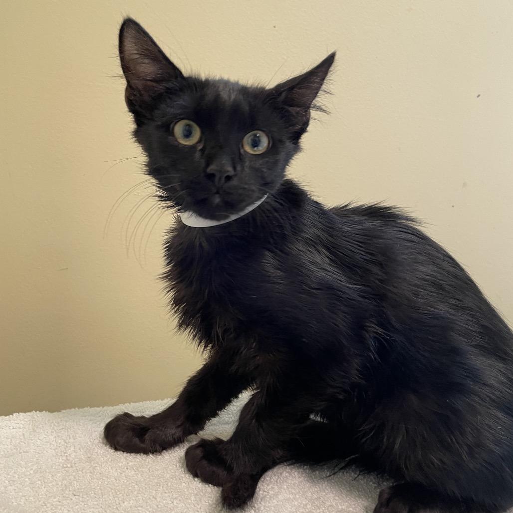Baby Dawg, Adoptable, Kitten Male Domestic Medium Hair.