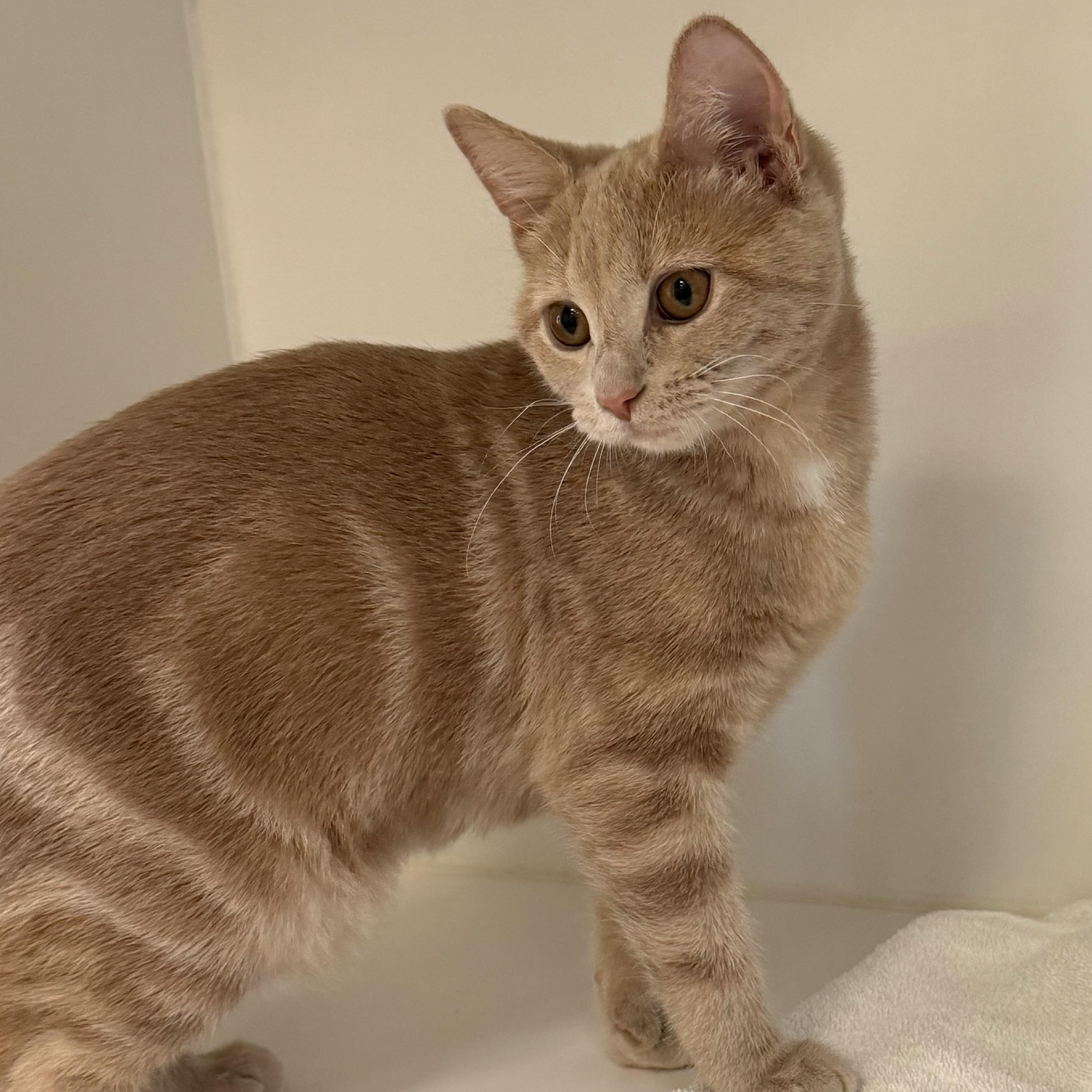 Enlarge Rory, an adoptable mixed breed in Libertyville, IL image 2/3