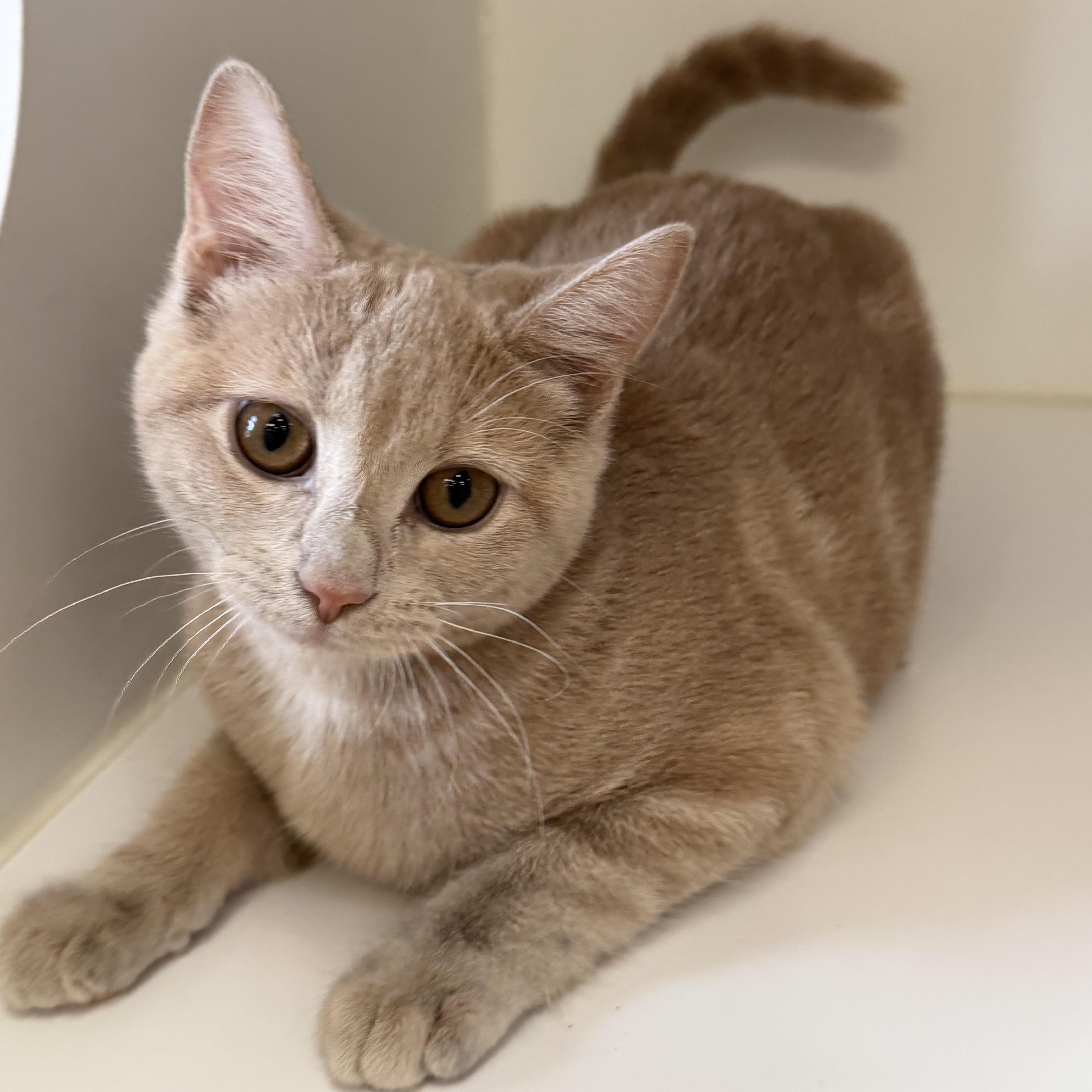 Enlarge Rory, an adoptable mixed breed in Libertyville, IL image 1/3