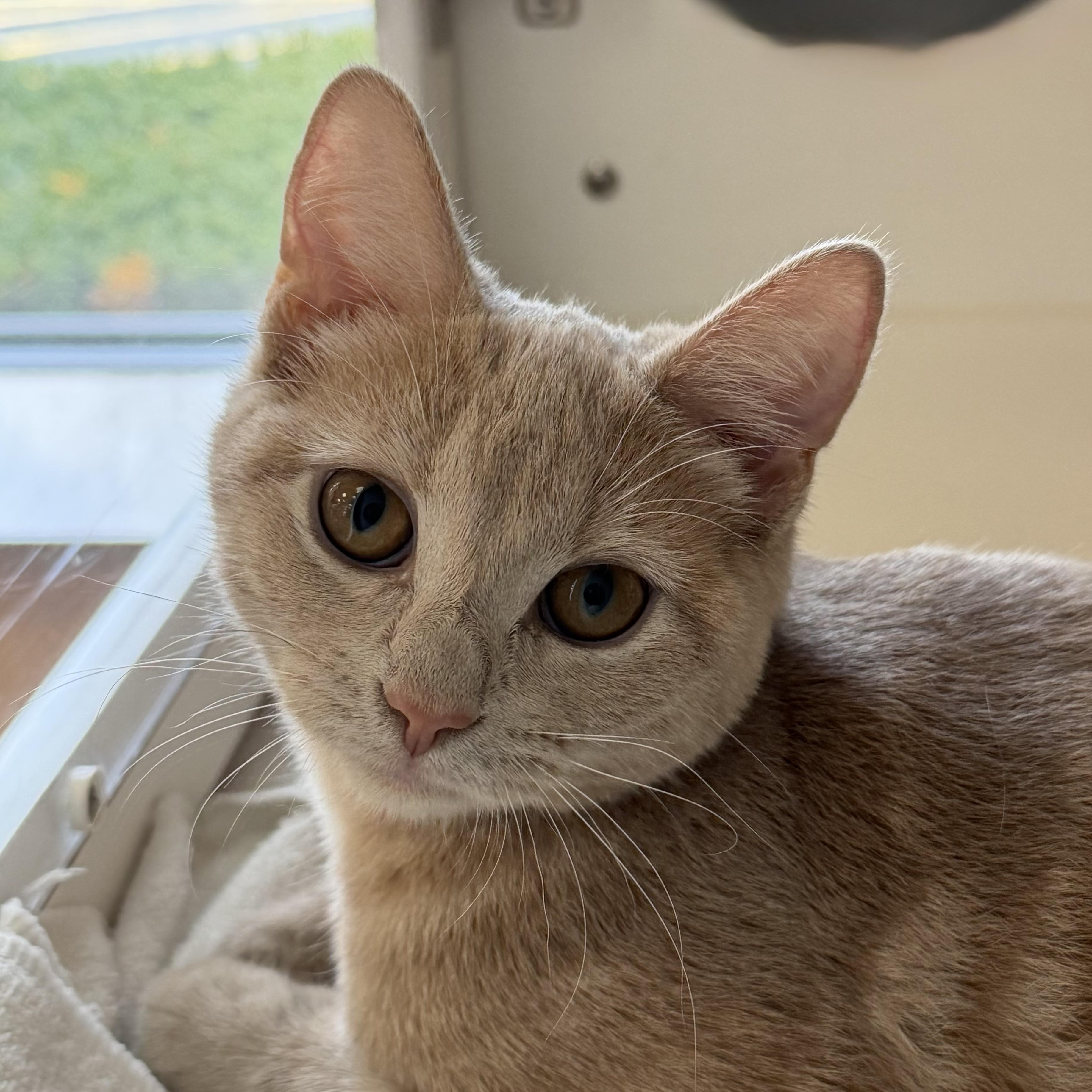 Enlarge Rory, an adoptable mixed breed in Libertyville, IL image 3/3