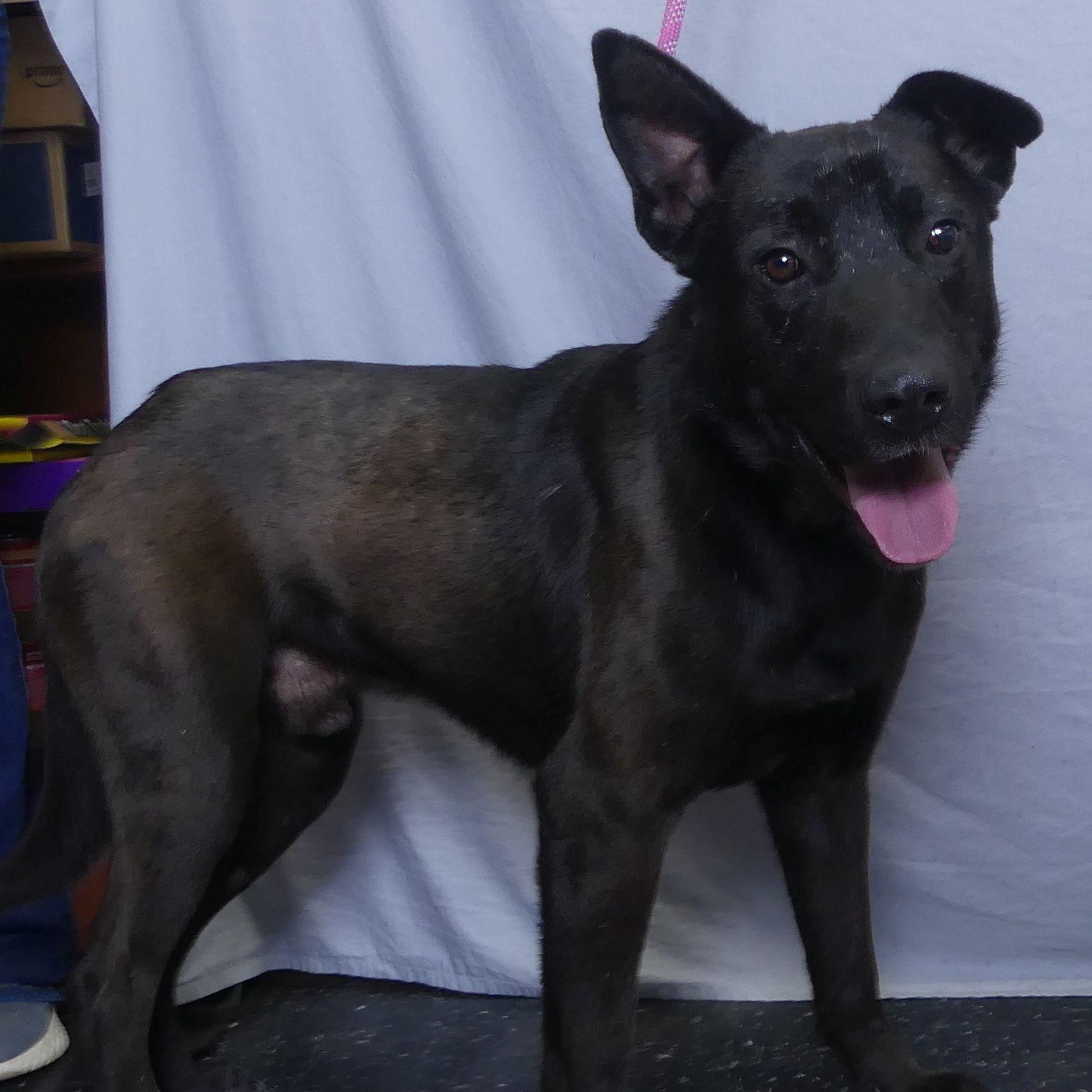 PATRIOT, Adoptable, Adult Male Mixed Breed.