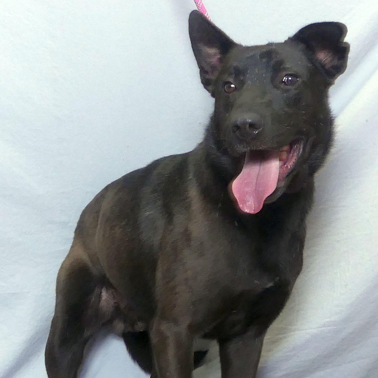 Enlarge PATRIOT, a Adoptable mixed breed in Ukiah, CA image 2/4