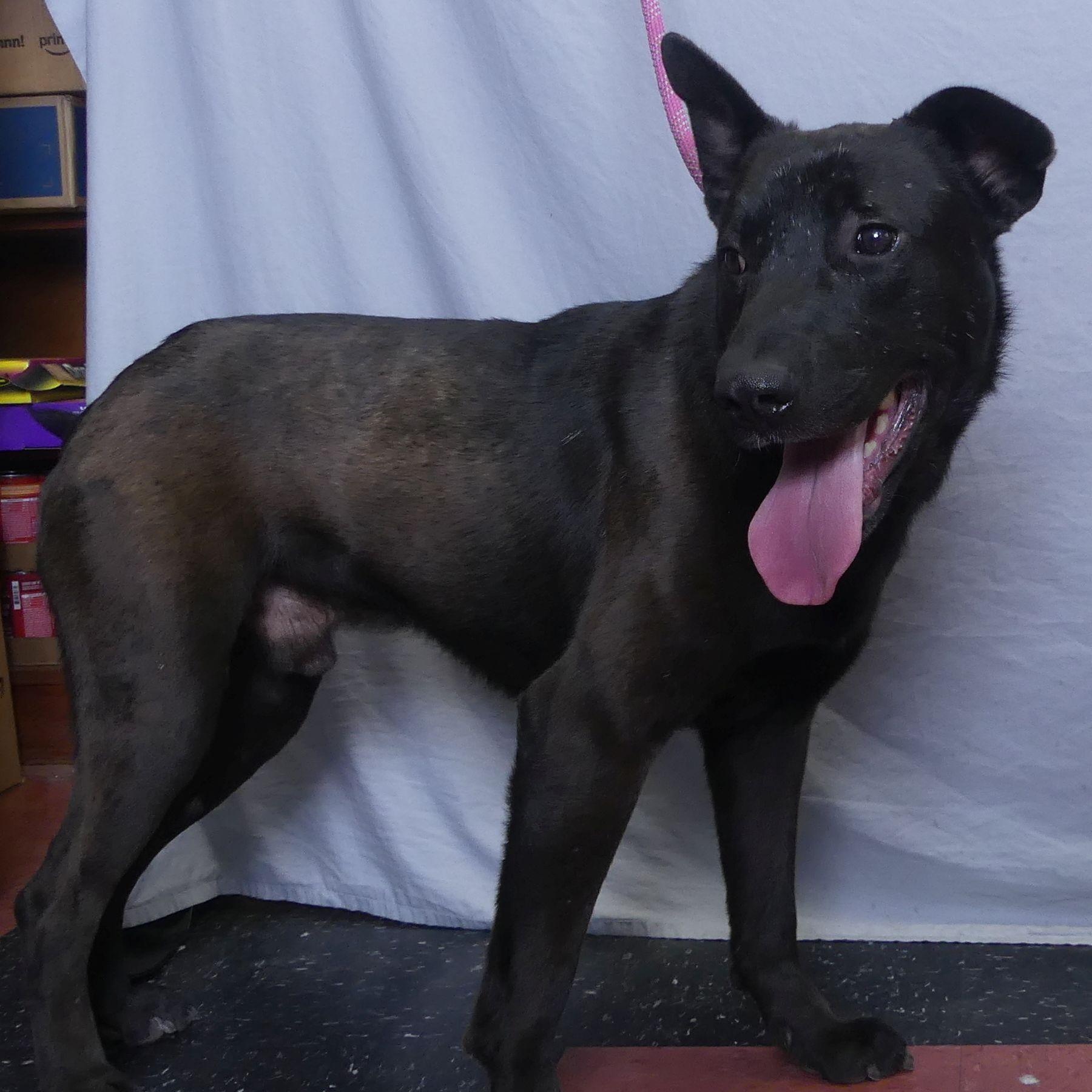 Enlarge PATRIOT, a Adoptable mixed breed in Ukiah, CA image 4/4