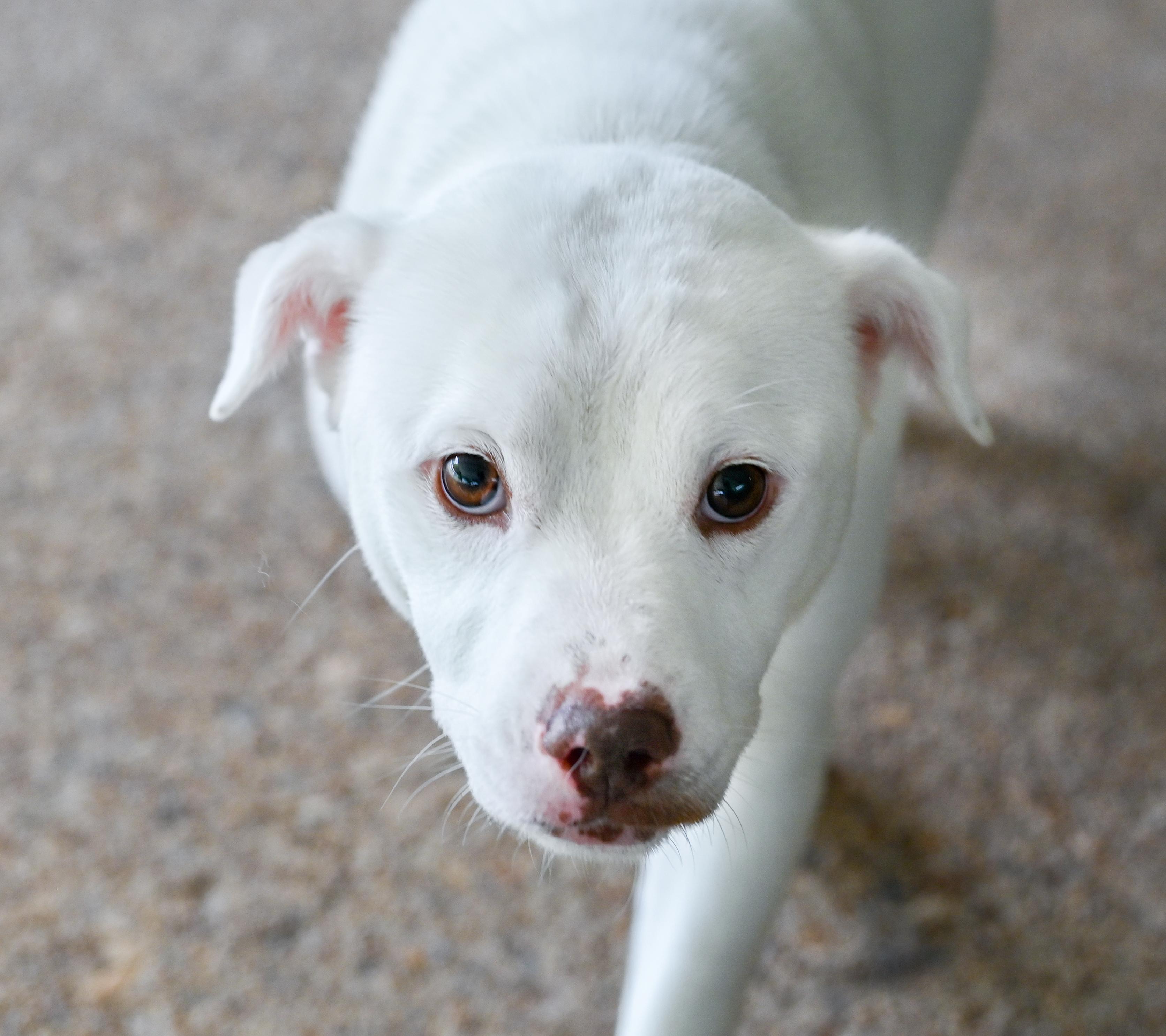 Enlarge Pixie, a ADOPTABLE Terrier in Chattanooga, TN image 5/6