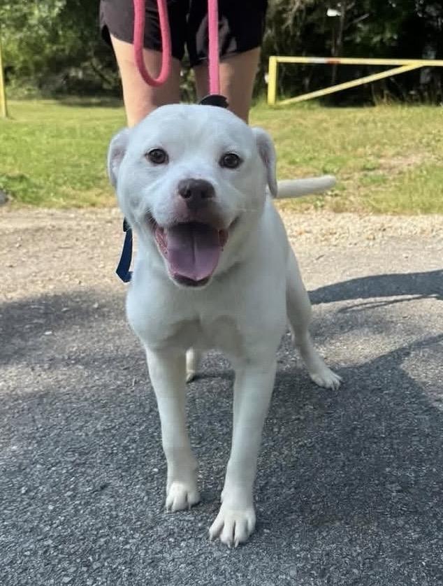 Enlarge Pixie, a ADOPTABLE Terrier in Chattanooga, TN image 2/6