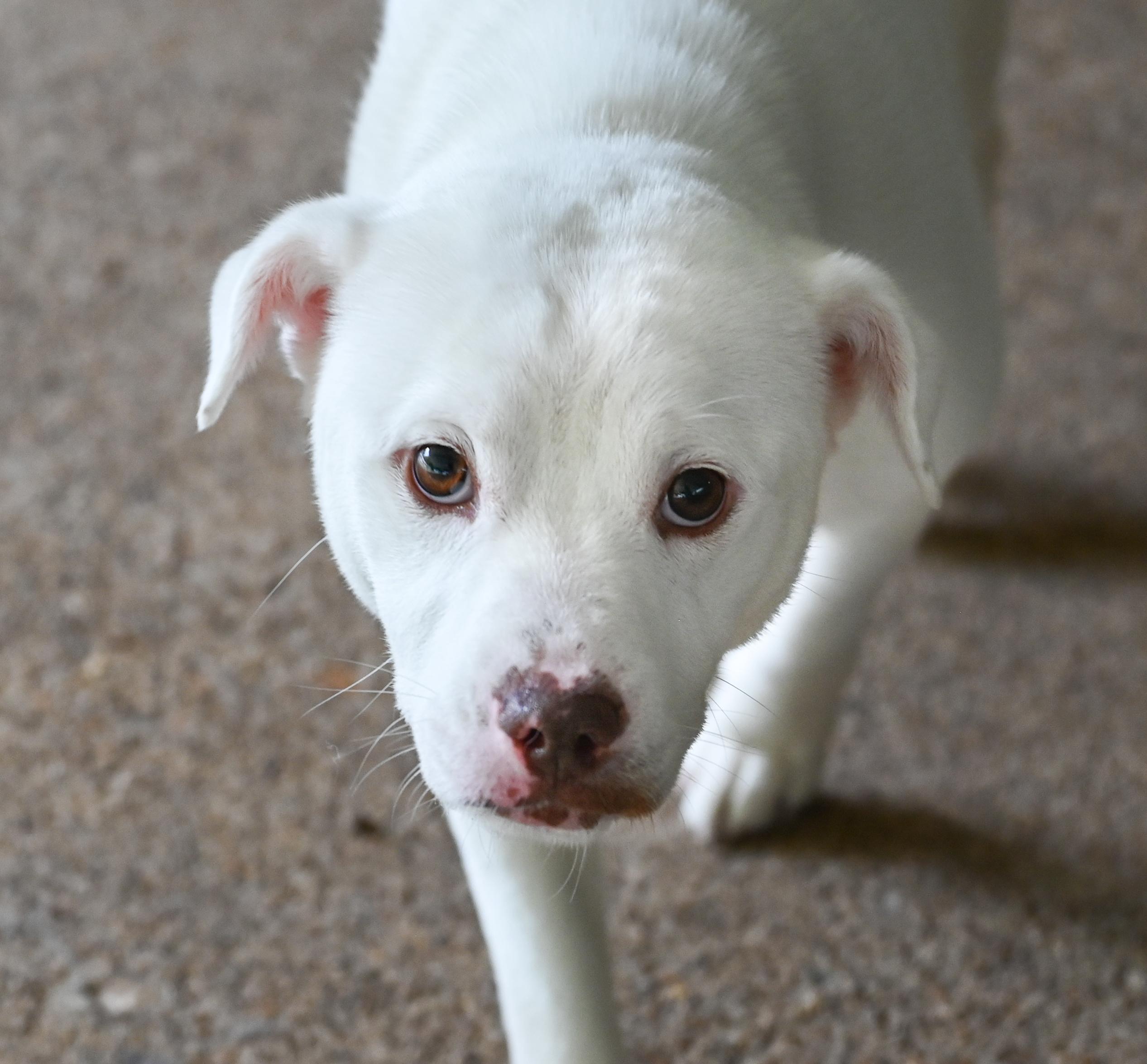 Enlarge Pixie, a ADOPTABLE Terrier in Chattanooga, TN image 3/6
