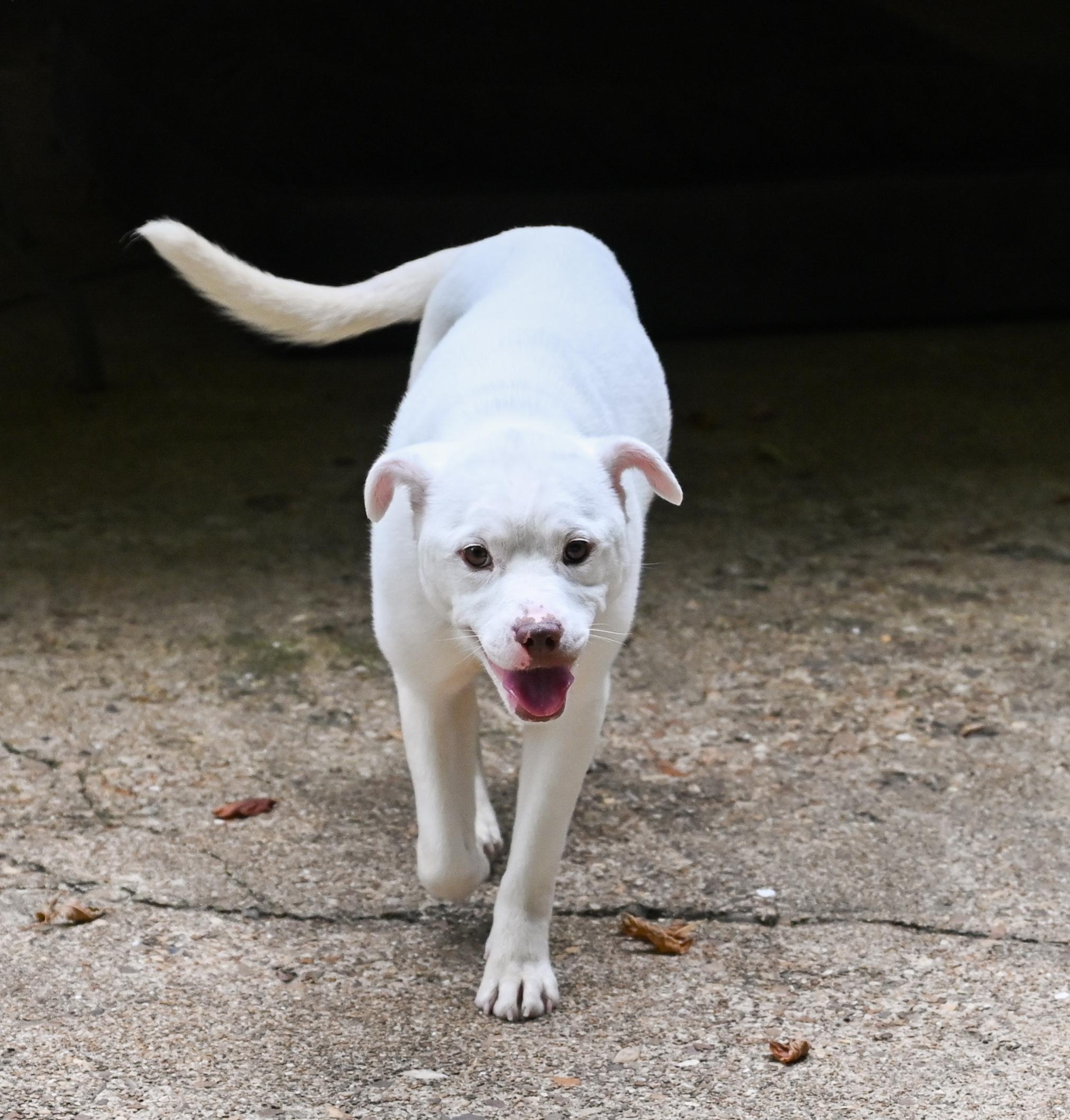 Enlarge Pixie, a ADOPTABLE Terrier in Chattanooga, TN image 4/6