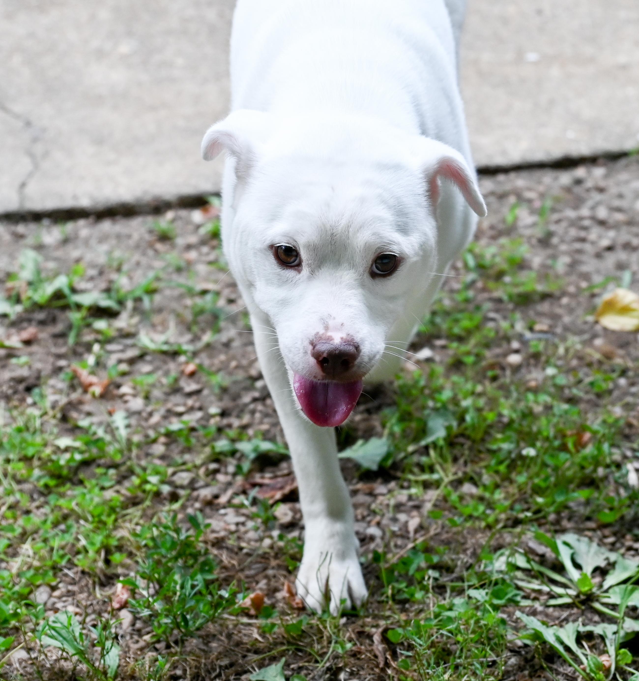 Enlarge Pixie, a ADOPTABLE Terrier in Chattanooga, TN image 6/6