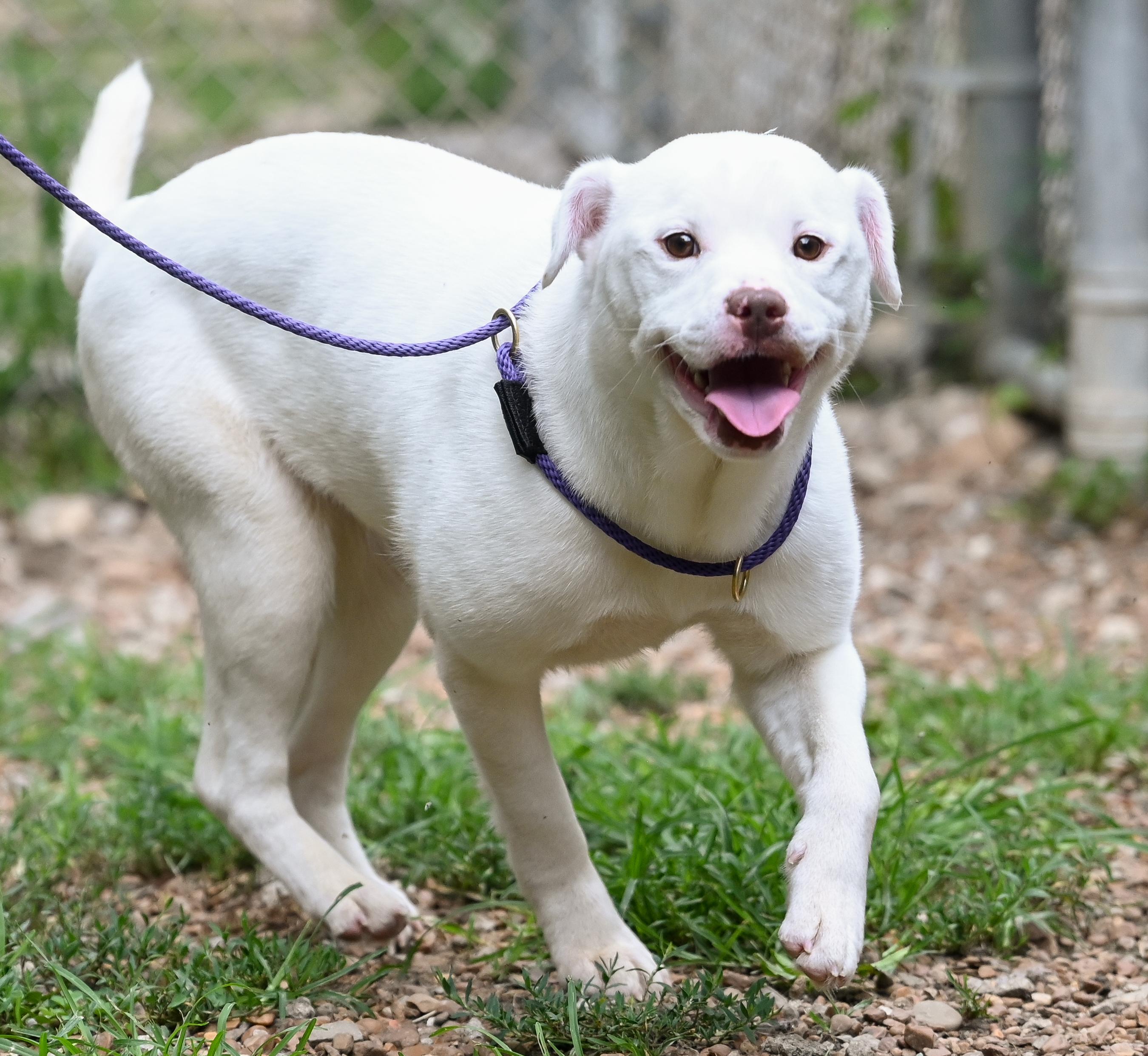Enlarge Pixie, a ADOPTABLE Terrier in Chattanooga, TN image 1/6