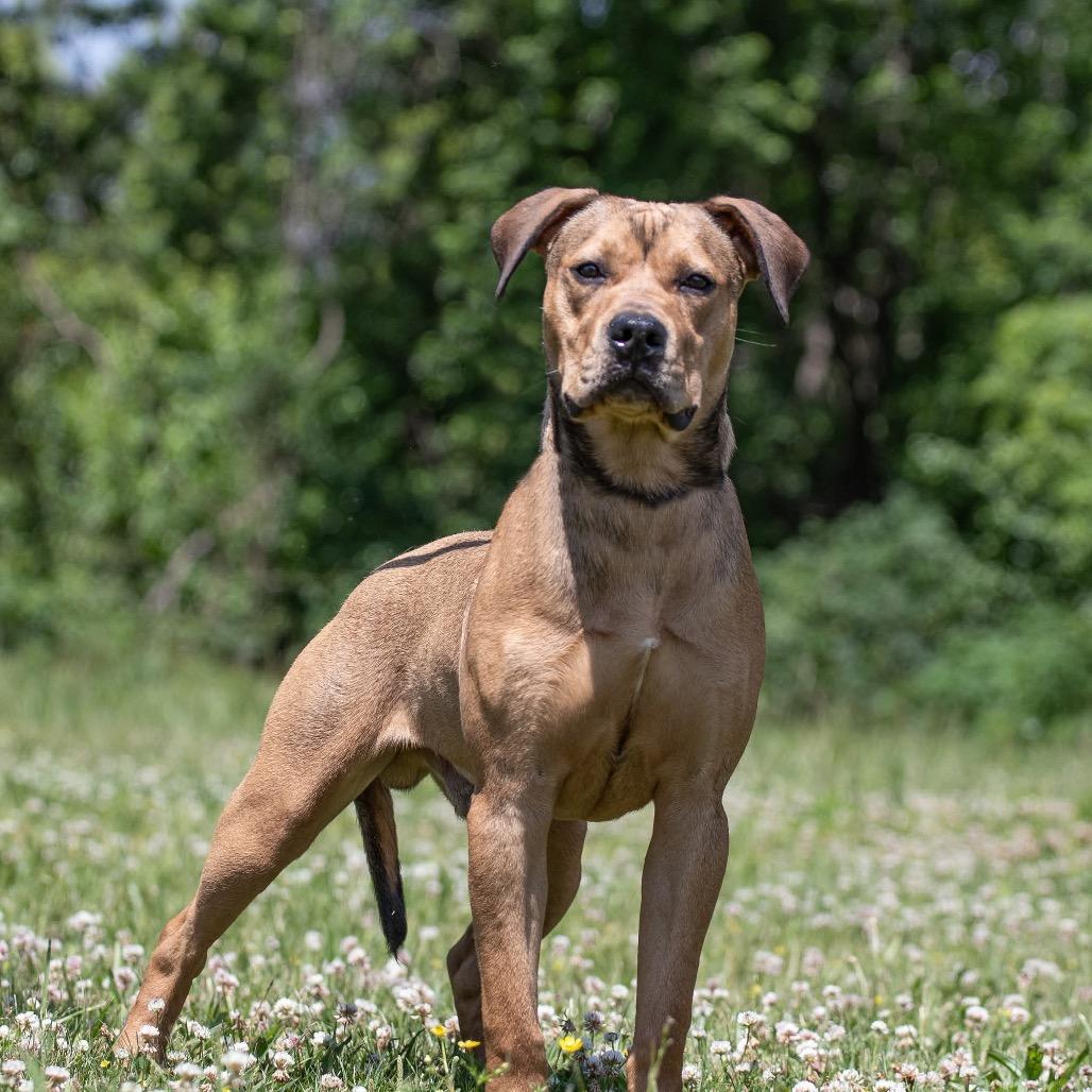 Velcro, Adoptable, Young Male Black Mouth Cur & Mixed Breed.