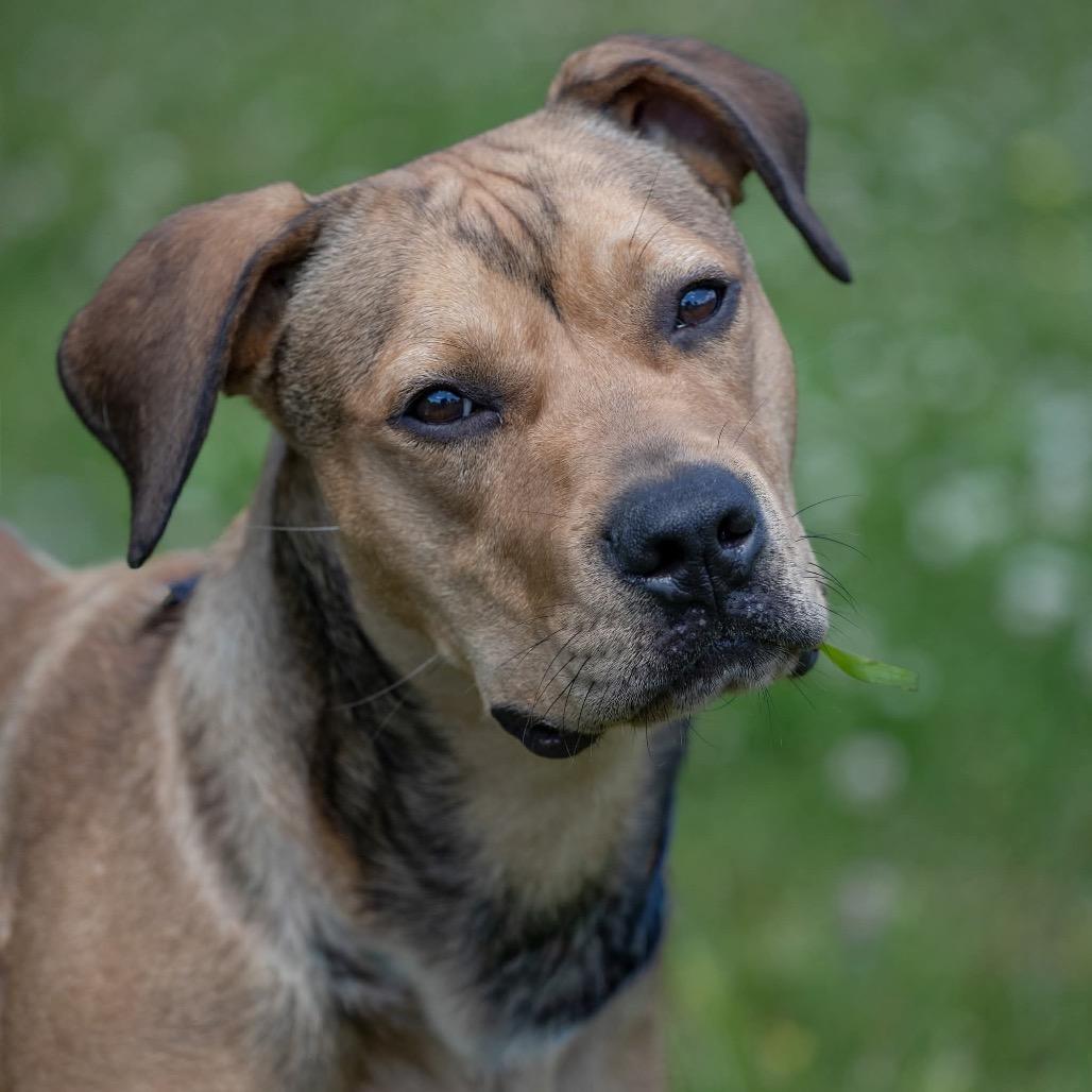 Velcro, a Adoptable mixed breed in Henderson, KY image 2/6