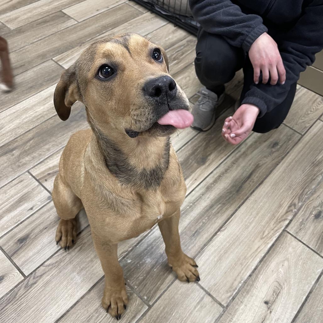 Velcro, a Adoptable mixed breed in Henderson, KY image 3/6