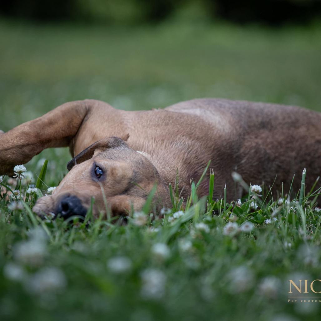 Velcro, a Adoptable mixed breed in Henderson, KY image 4/6