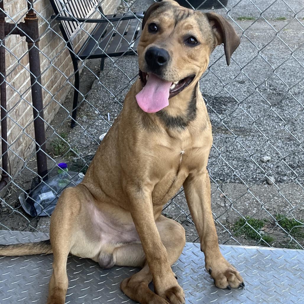 Velcro, a Adoptable mixed breed in Henderson, KY image 5/6