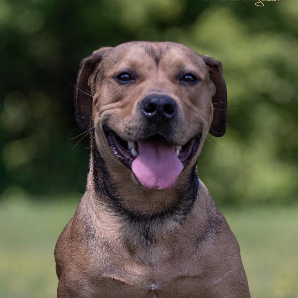 Velcro, a Adoptable mixed breed in Henderson, KY image 6/6