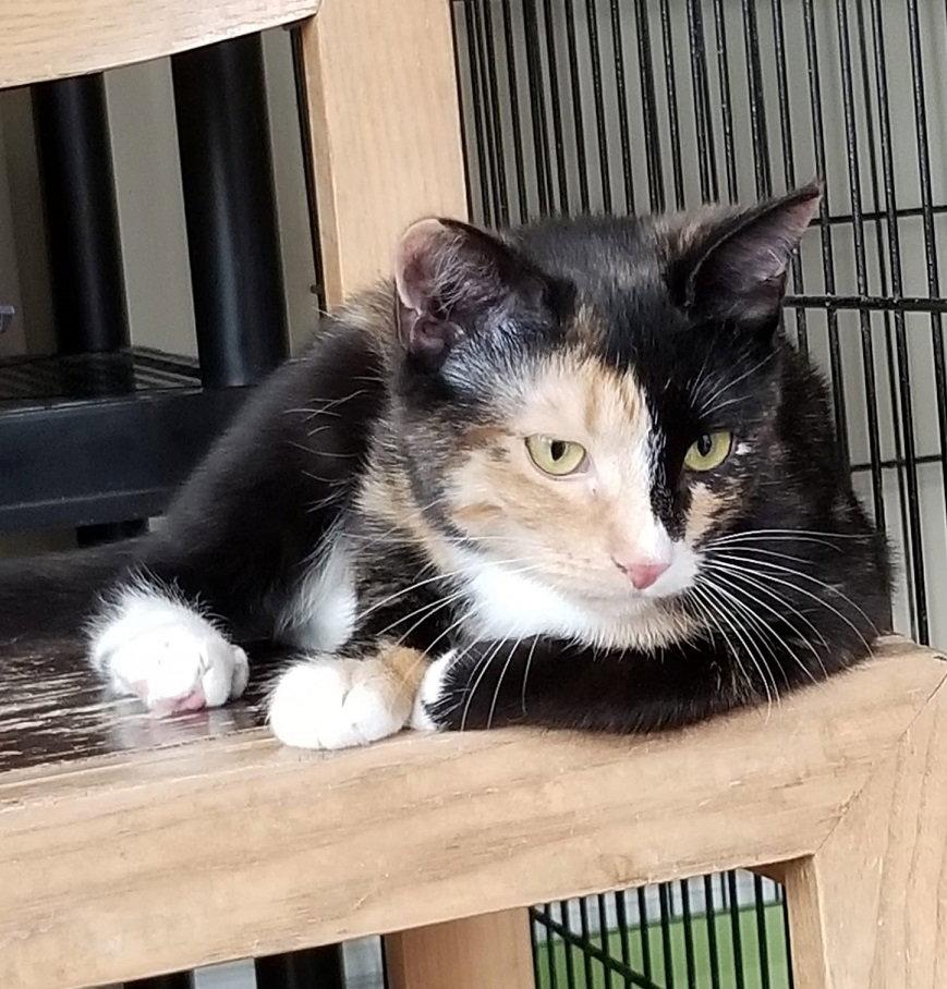 Enlarge Cupcake, a Adopted Domestic Short Hair in Markham, ON image 2/3