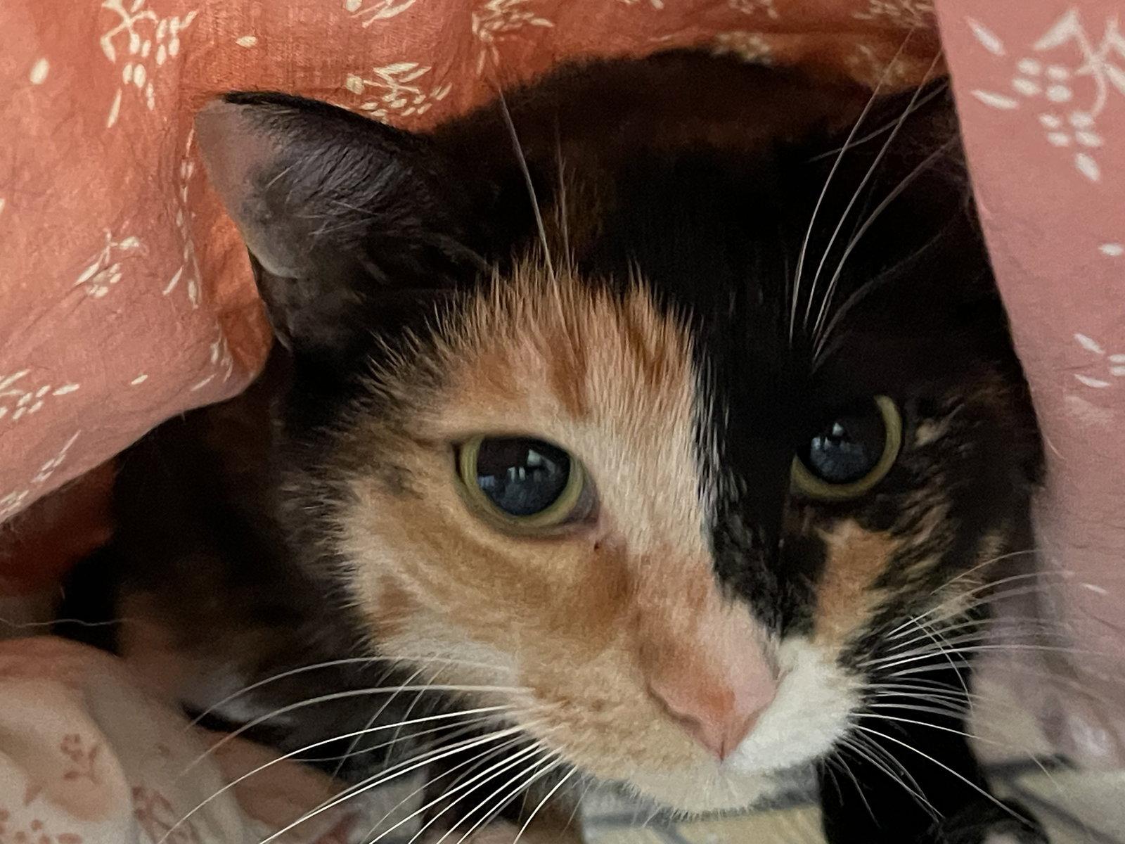 Enlarge Cupcake, a Adopted Domestic Short Hair in Markham, ON image 3/3