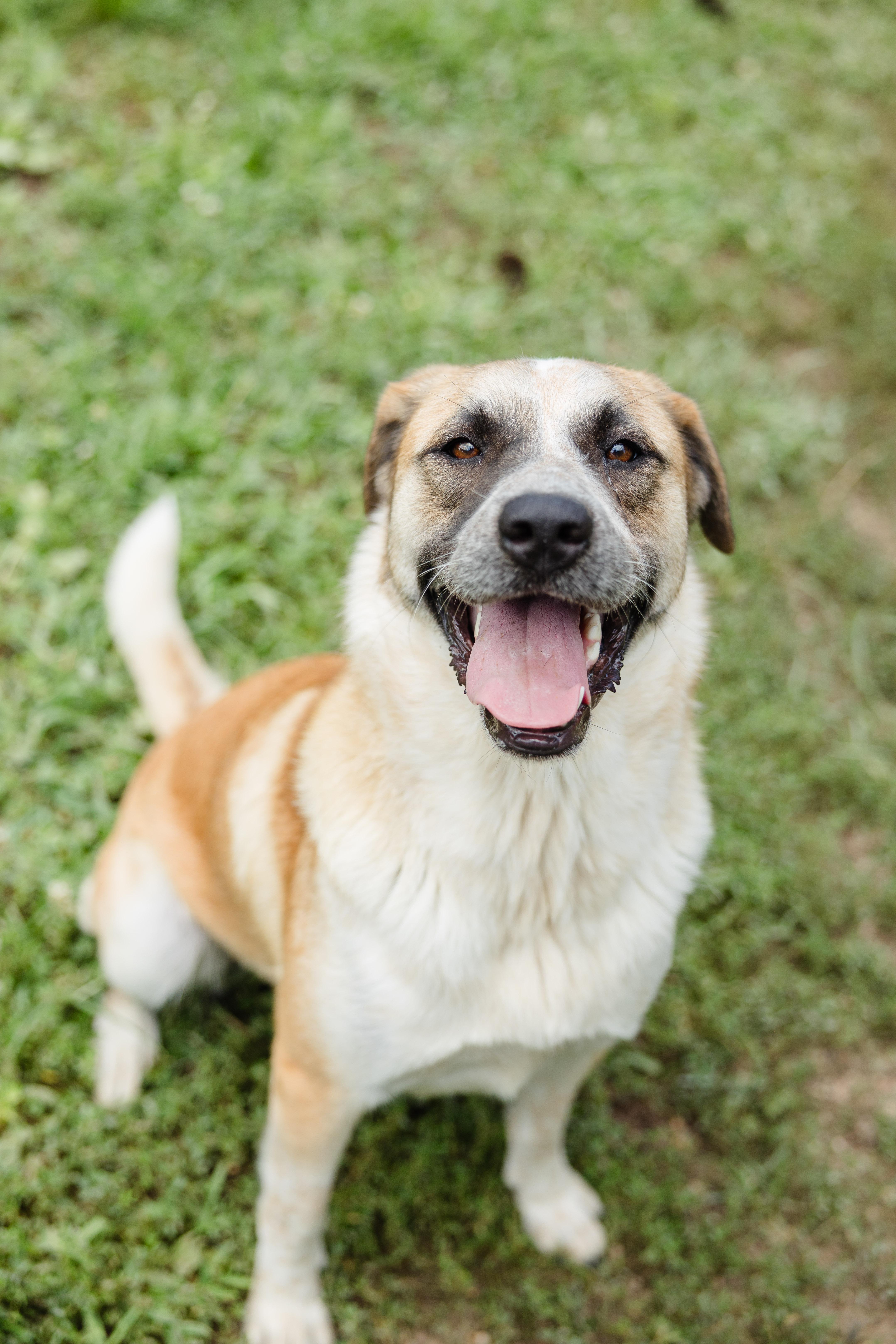 Enlarge LaRue, a ADOPTABLE mixed breed in Newburgh, IN image 2/3