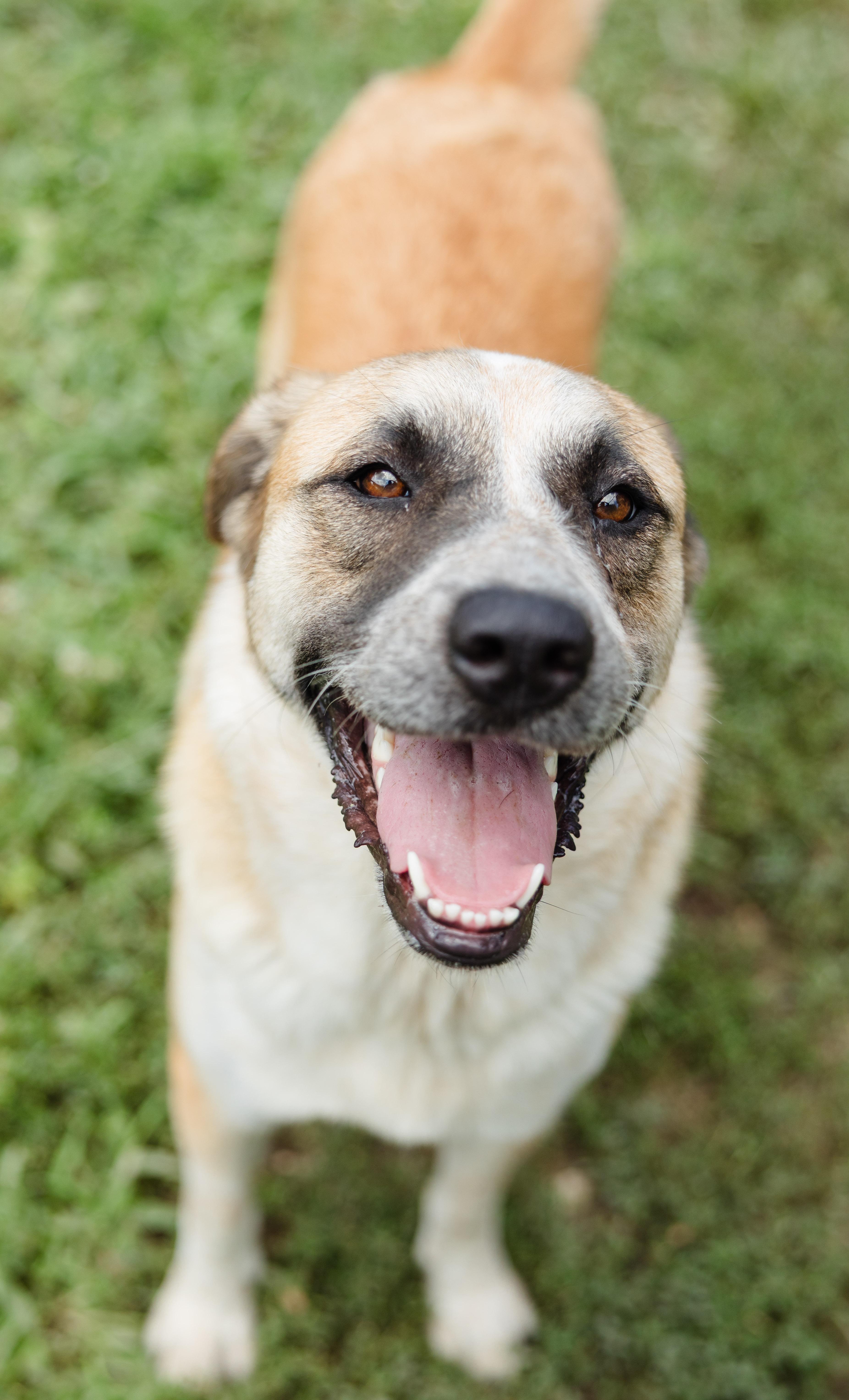 Enlarge LaRue, a ADOPTABLE mixed breed in Newburgh, IN image 3/3