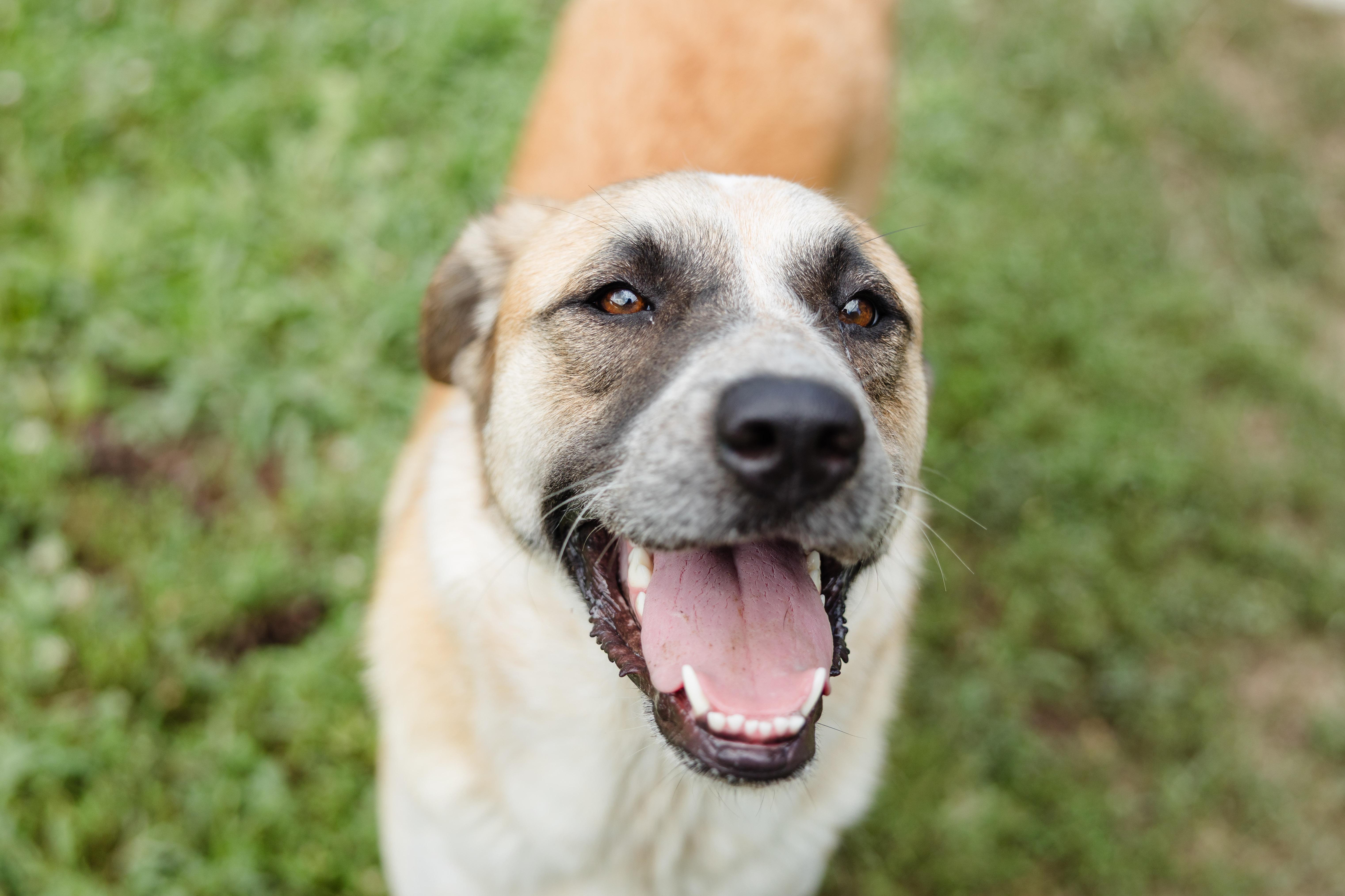 Enlarge LaRue, a ADOPTABLE mixed breed in Newburgh, IN image 1/3