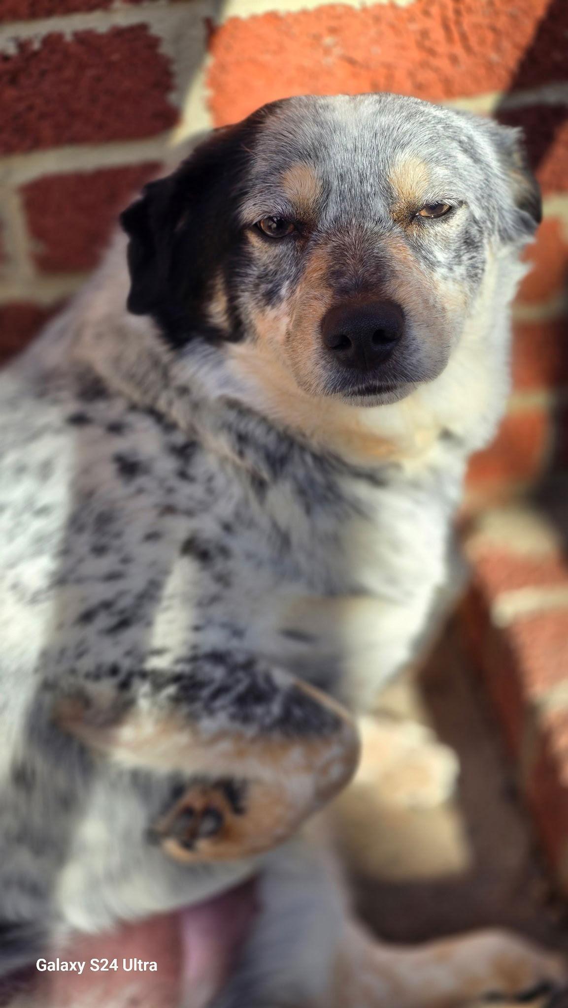 Gracie, Adoptable, Adult Female Australian Shepherd.