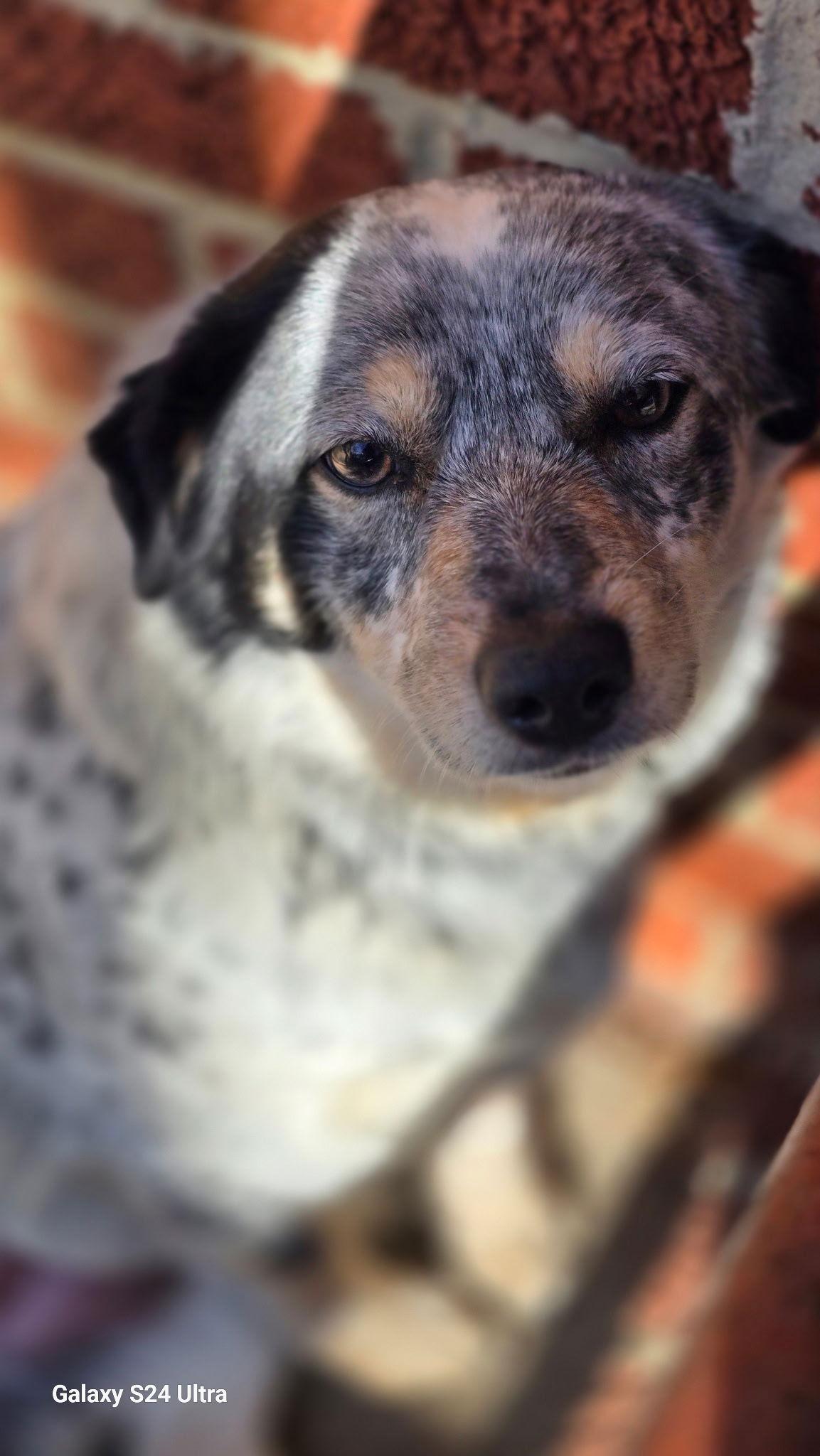 Enlarge Gracie, a Adoptable Australian Shepherd in Raleigh, NC image 2/2