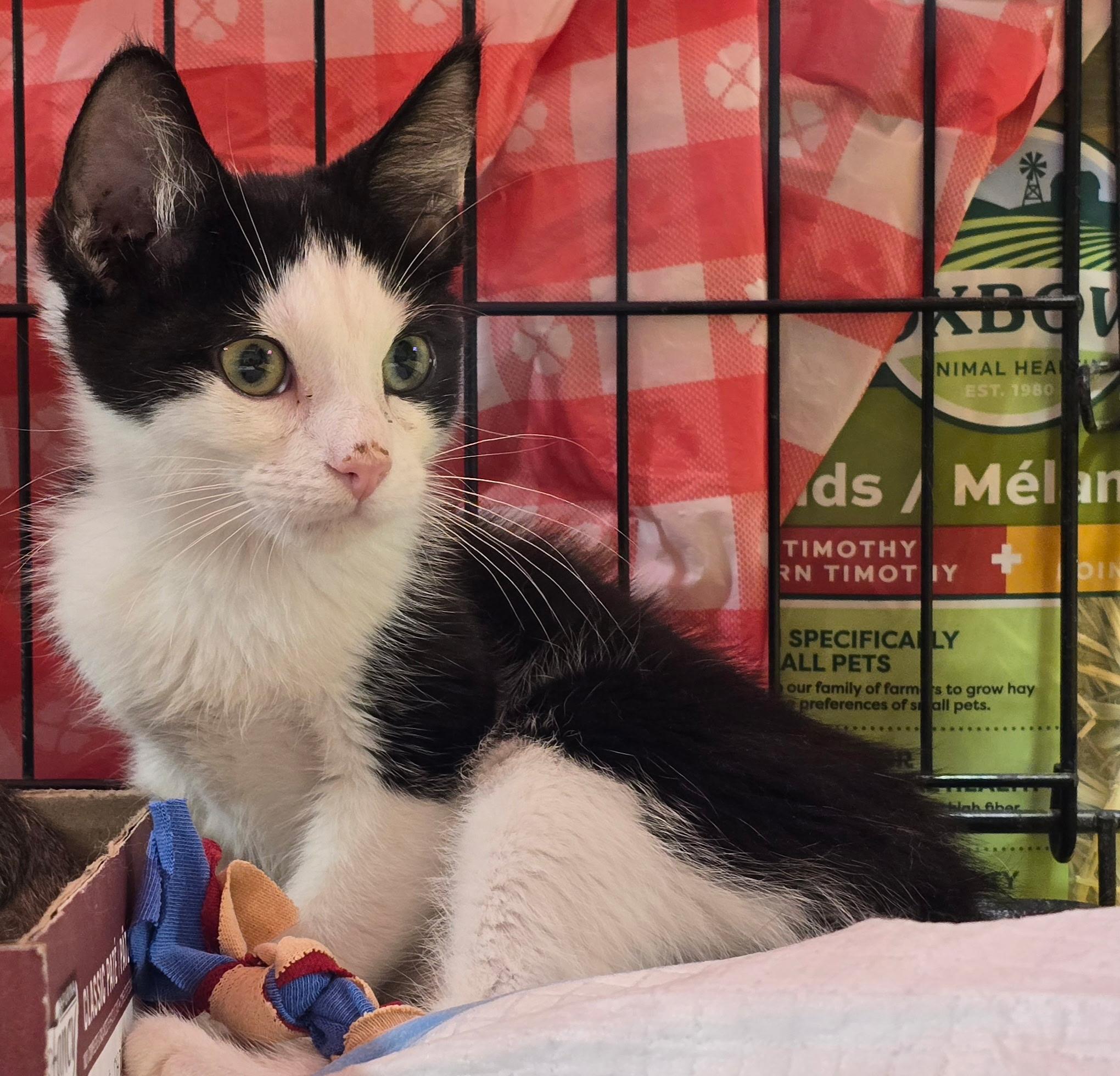 ALDI N – Playful and energetic!