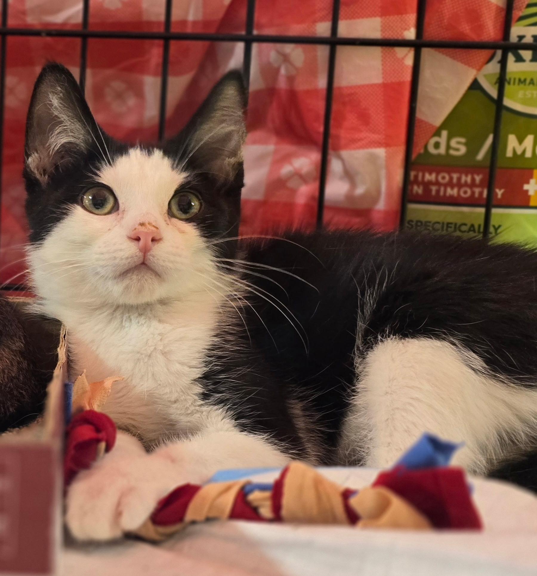 ALDI N – Playful and energetic!