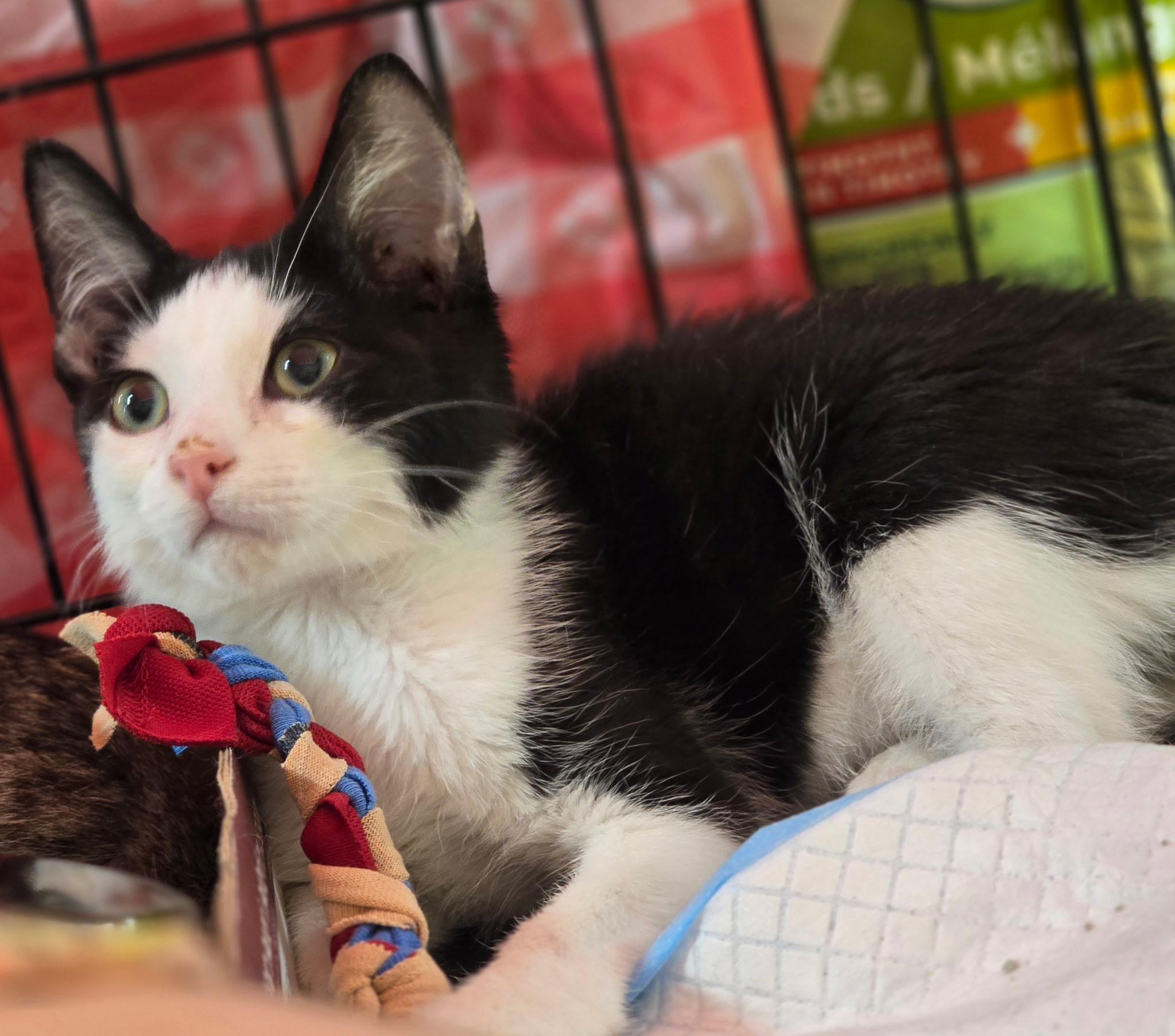 ALDI N – Playful and energetic!