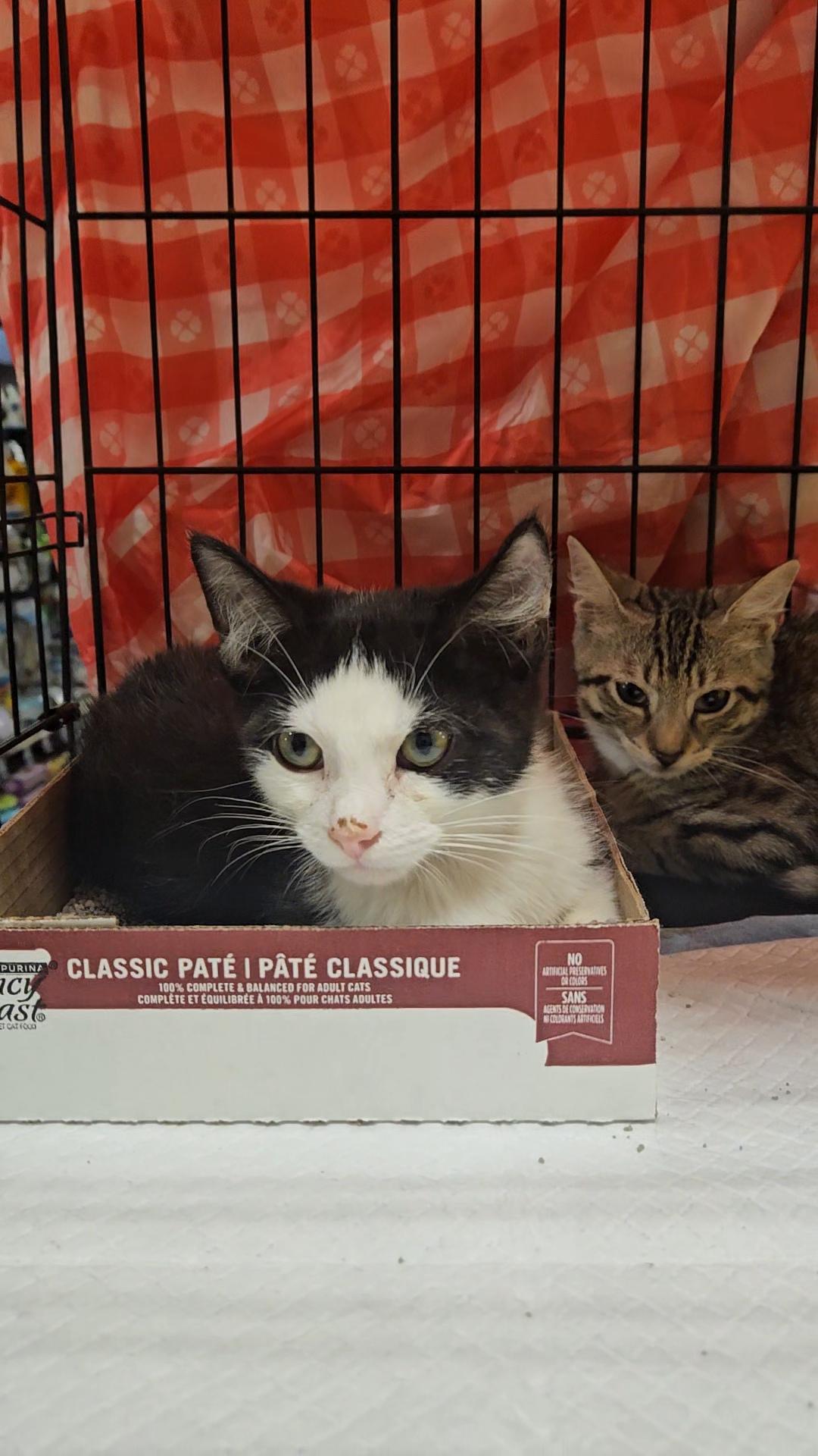 ALDI N – Playful and energetic!