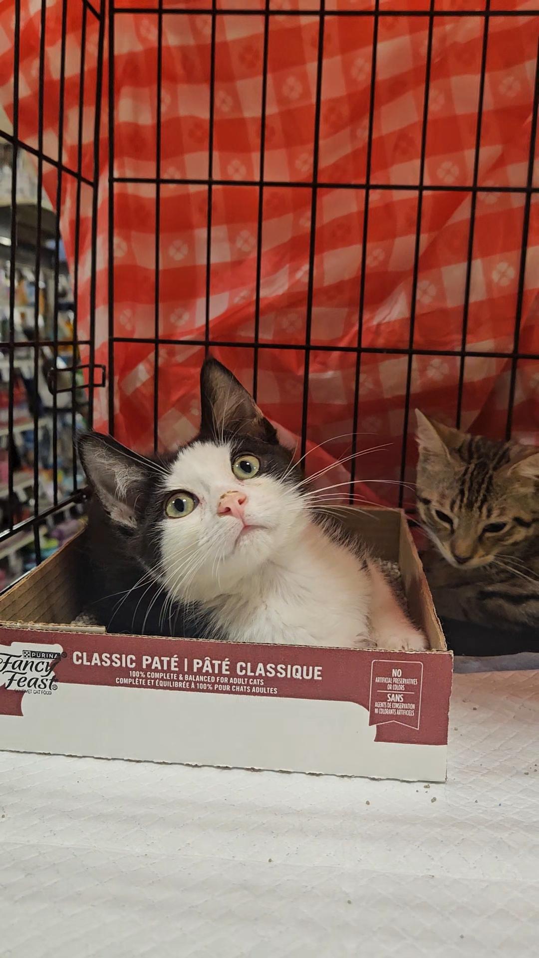 ALDI N – Playful and energetic!