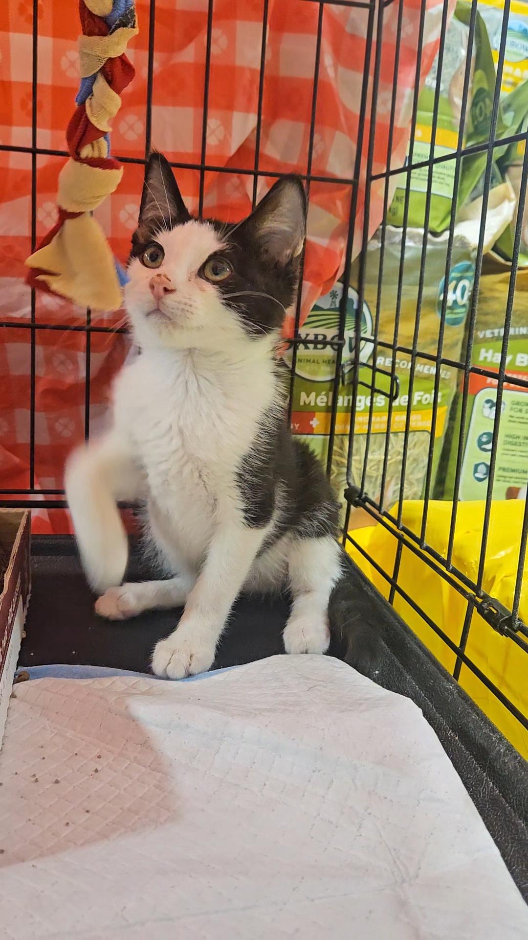 ALDI N – Playful and energetic!