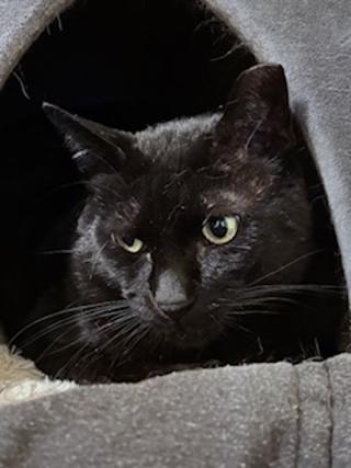 Enlarge Turnip, a Adoptable Domestic Short Hair in Bothell, WA image 1/4