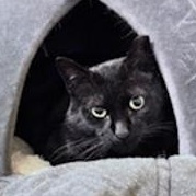 Enlarge Turnip, a Adoptable Domestic Short Hair in Bothell, WA image 2/4