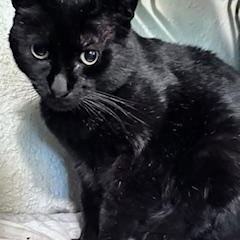 Enlarge Turnip, a Adoptable Domestic Short Hair in Bothell, WA image 3/4