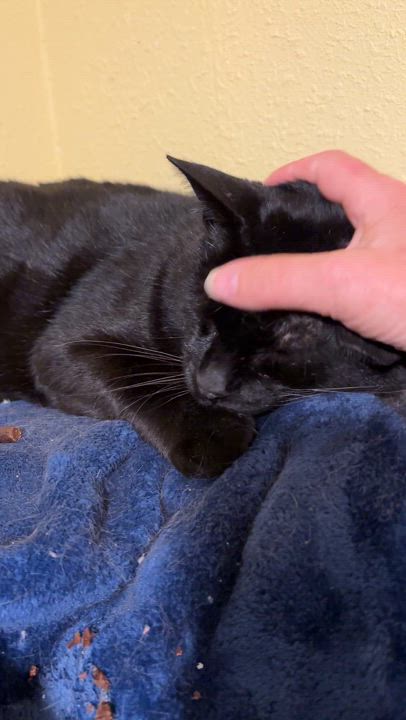 Enlarge Turnip, a Adoptable Domestic Short Hair in Bothell, WA video 4/4