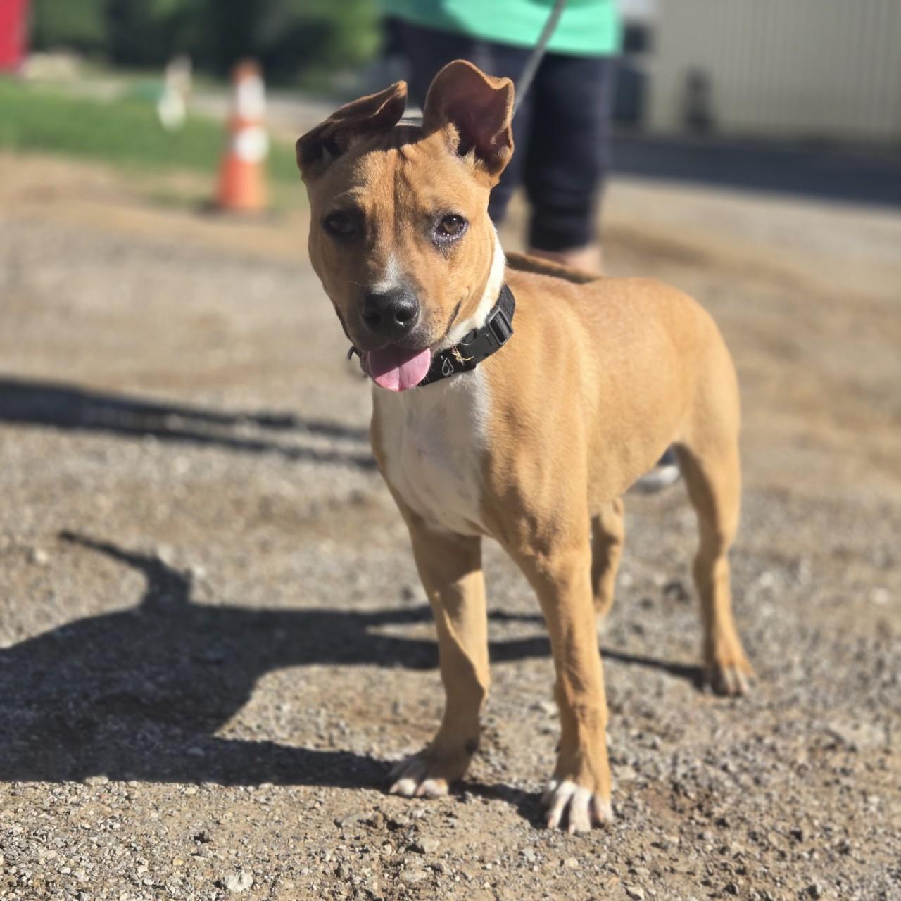 Enlarge Alfie, a Adoptable mixed breed in Mansfield, TX image 3/6