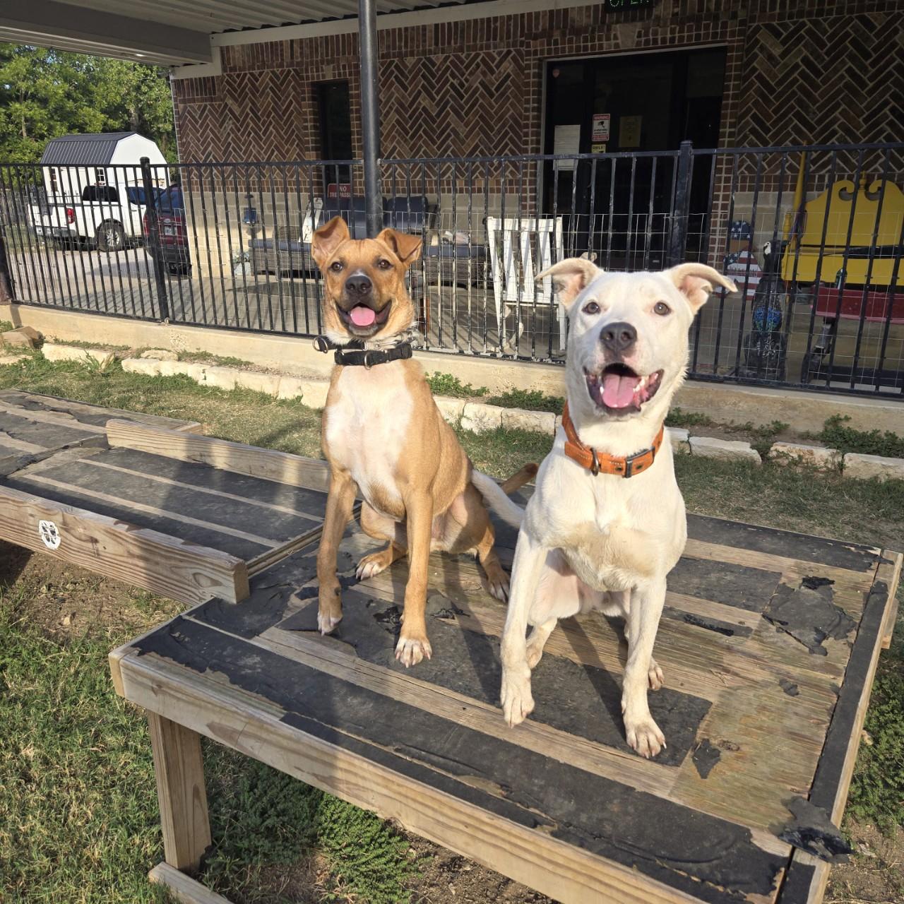 Enlarge Alfie, a Adoptable mixed breed in Mansfield, TX image 2/6