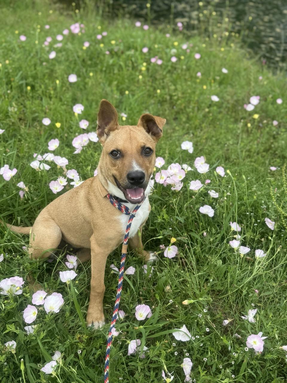 Enlarge Alfie, a Adoptable mixed breed in Mansfield, TX image 4/6
