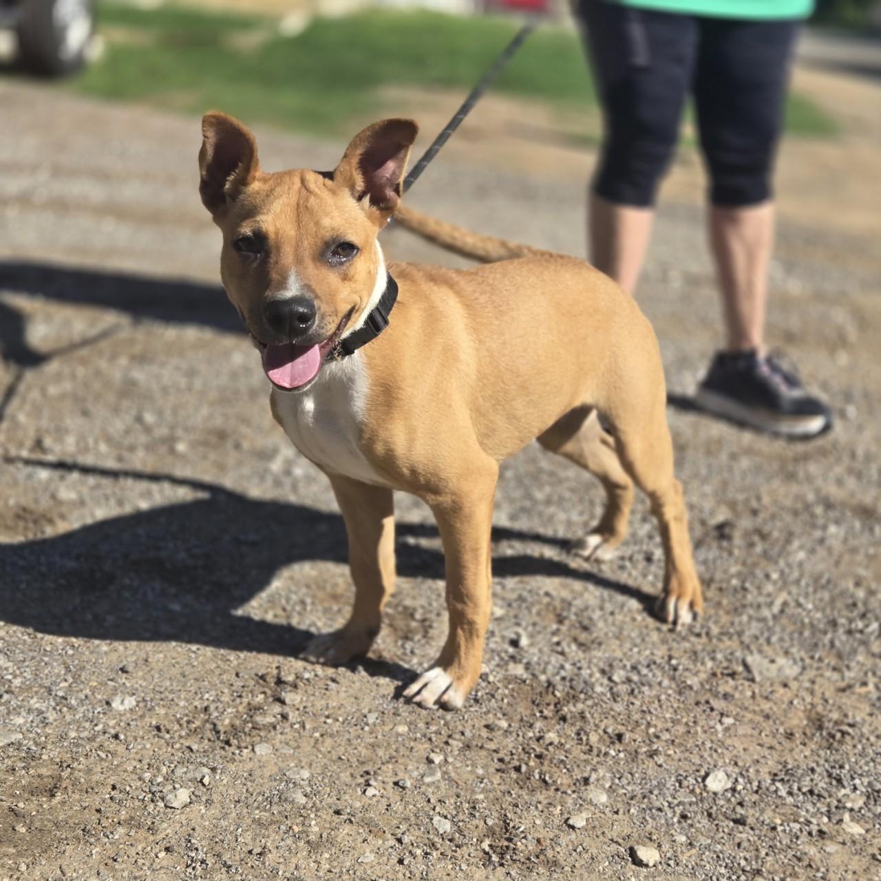Enlarge Alfie, a Adoptable mixed breed in Mansfield, TX image 5/6