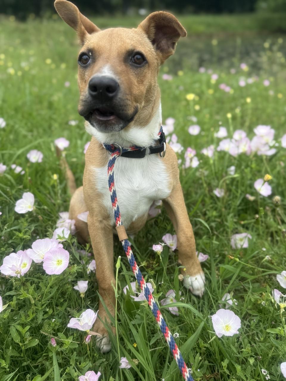 Enlarge Alfie, a Adoptable mixed breed in Mansfield, TX image 6/6