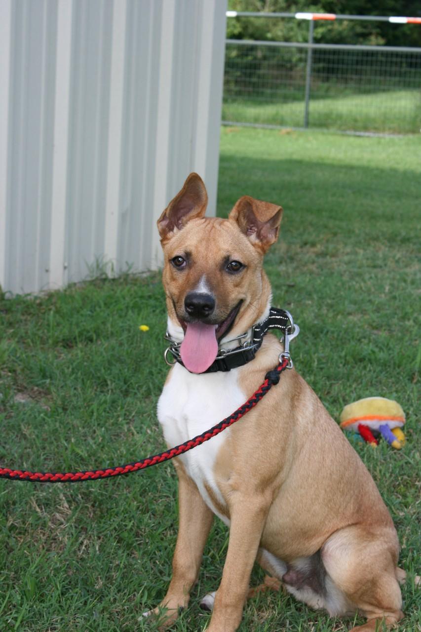 Enlarge Alfie, a Adoptable mixed breed in Mansfield, TX image 1/6