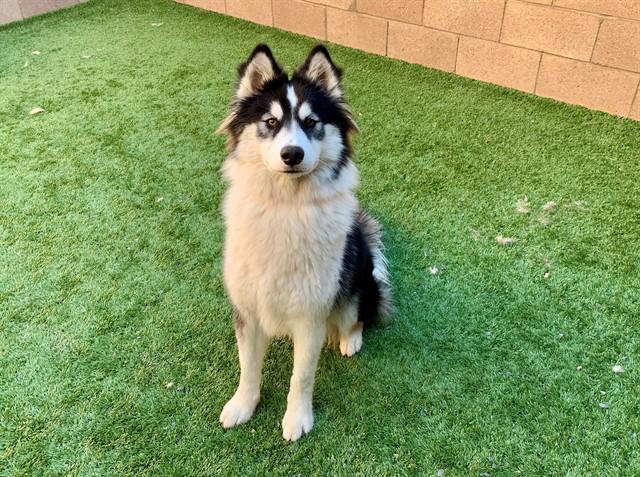 Urgent! Save Me Please!