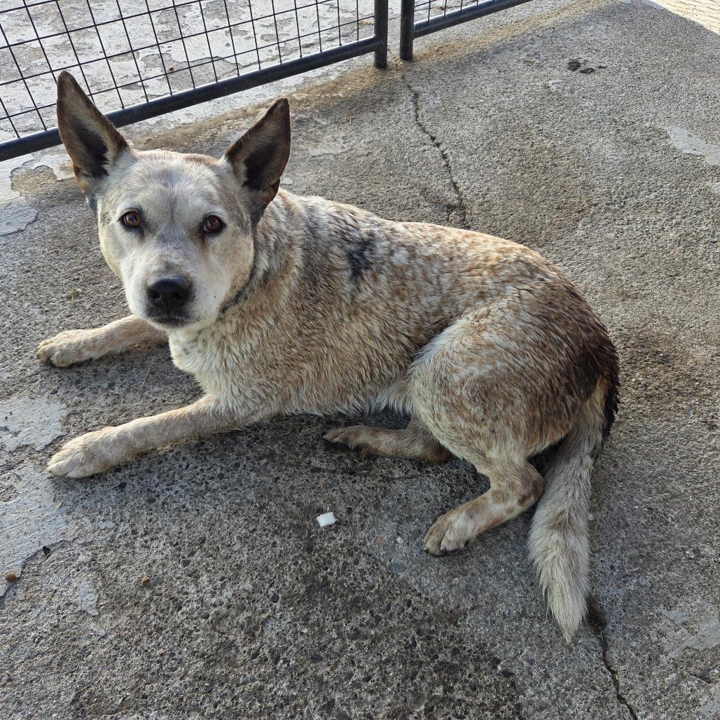 Queenie, Adoptable, Senior Female Cattle Dog.